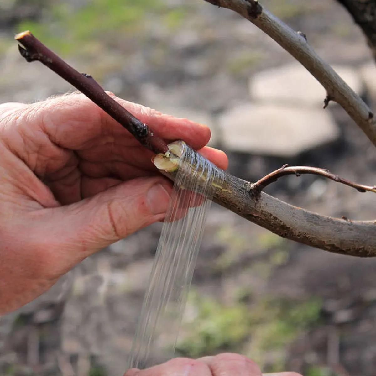 

4 Rolls PVC Grafting Tape 3cm Wide Flexible Self-Adhesive Stretchable Film for Fruiting Trees Pecans Walnuts Citrus Stone Fruits