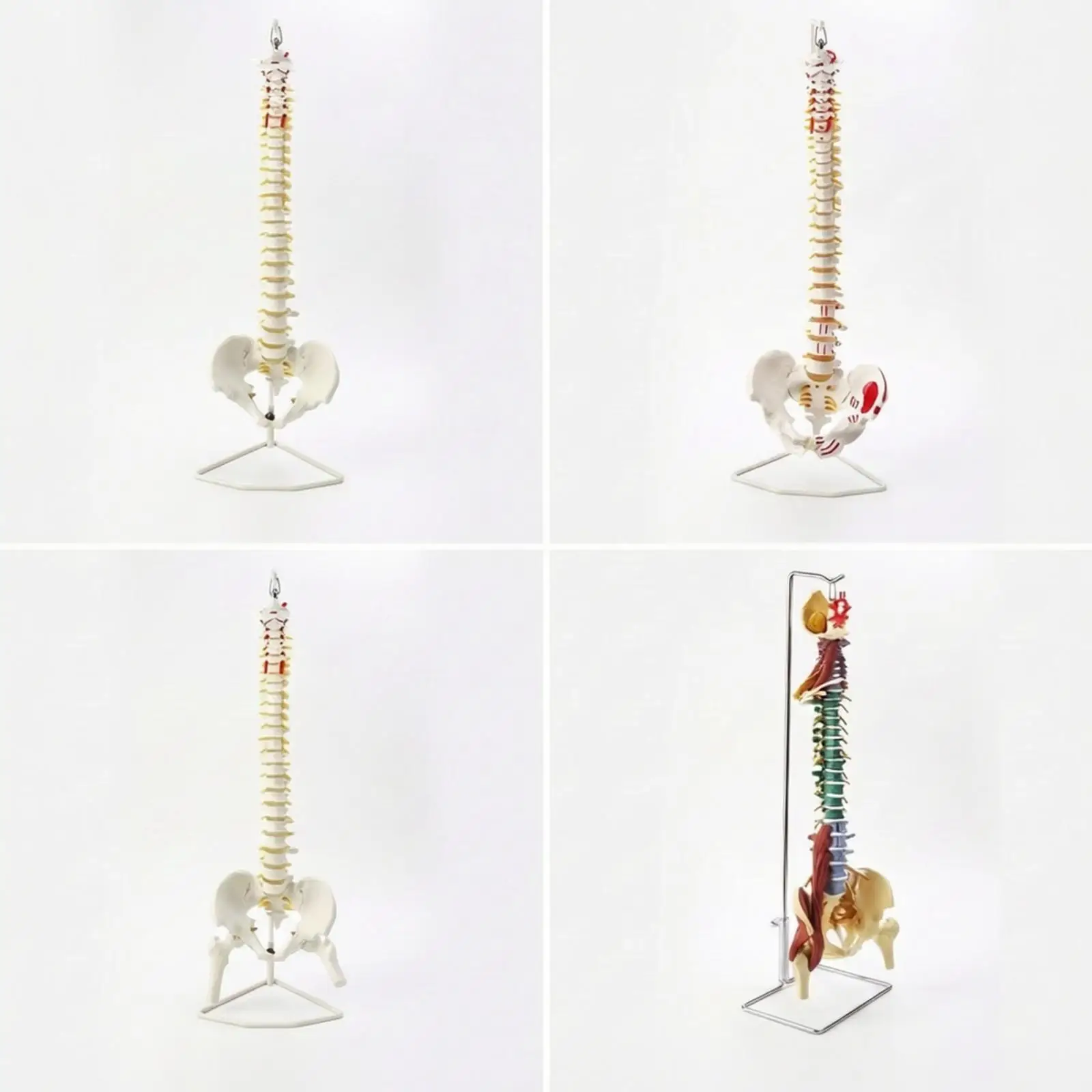 Medical Human Spine Structural Model | Detailed Vertebrae Structure Construction, Spine Model with Pelvis, for vertebral study