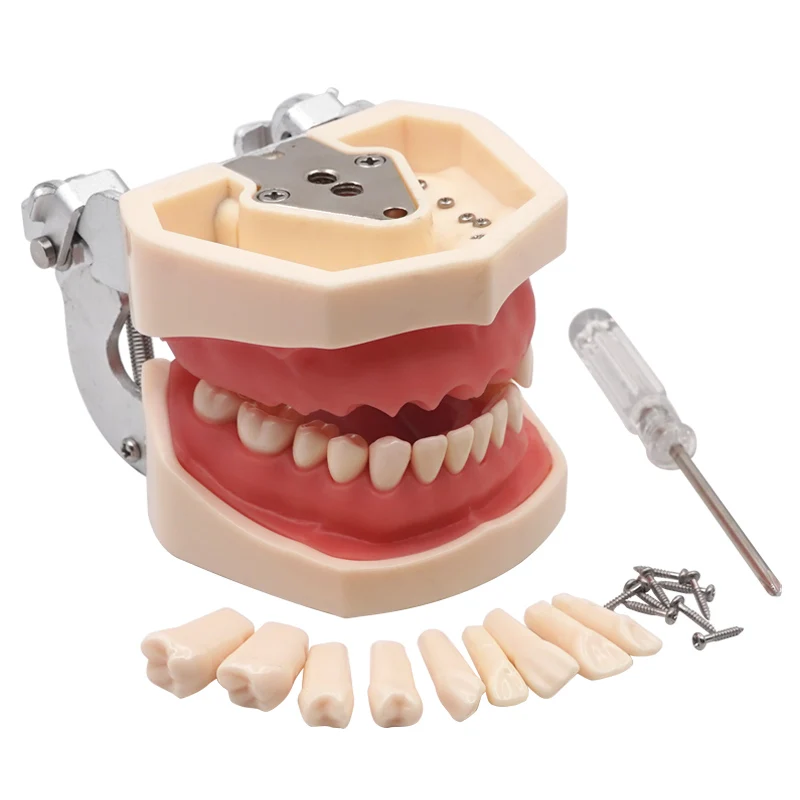 

Стоматологическая модель 1 шт., съемная резиновая модель для обучения зубам, мягкие десны, обучающая модель с резинкой для стоматологии, инструменты для обучения техников