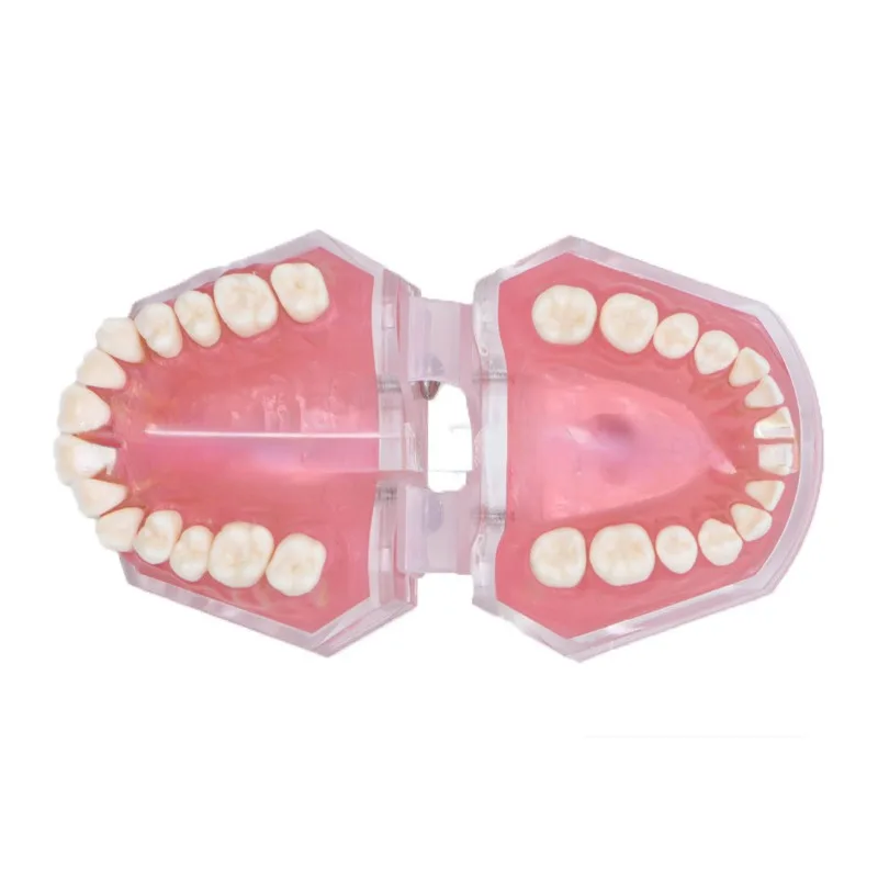 Modelo de enseñanza Dental estándar, soporte suave Dental extraible, Typodont 1:1, mandíbula de goma de demostración, estomatología extraíble