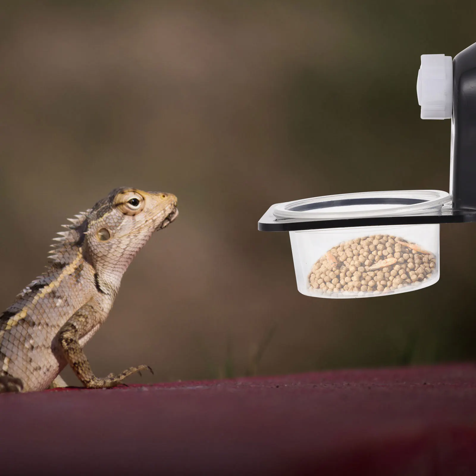 

1 set 1 Set Reptile Feeder Suction Cup Wall Hanging Water Anti-Escape Lizard Dish Gecko Container Plastic Crawling Pet Supplies