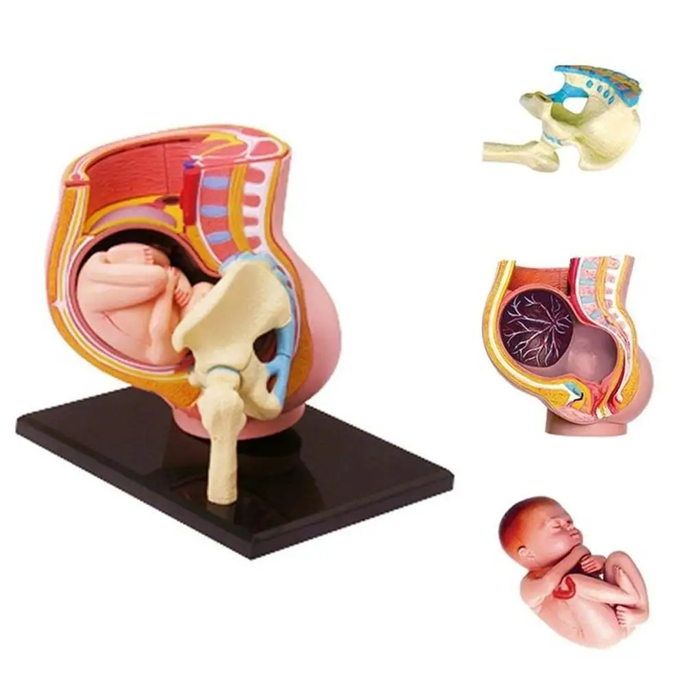 Puzzle de modèle d'anatomie humaine 4d Master, jouets de Vision d'anatomie médicale éducative pour bébé de grossesse