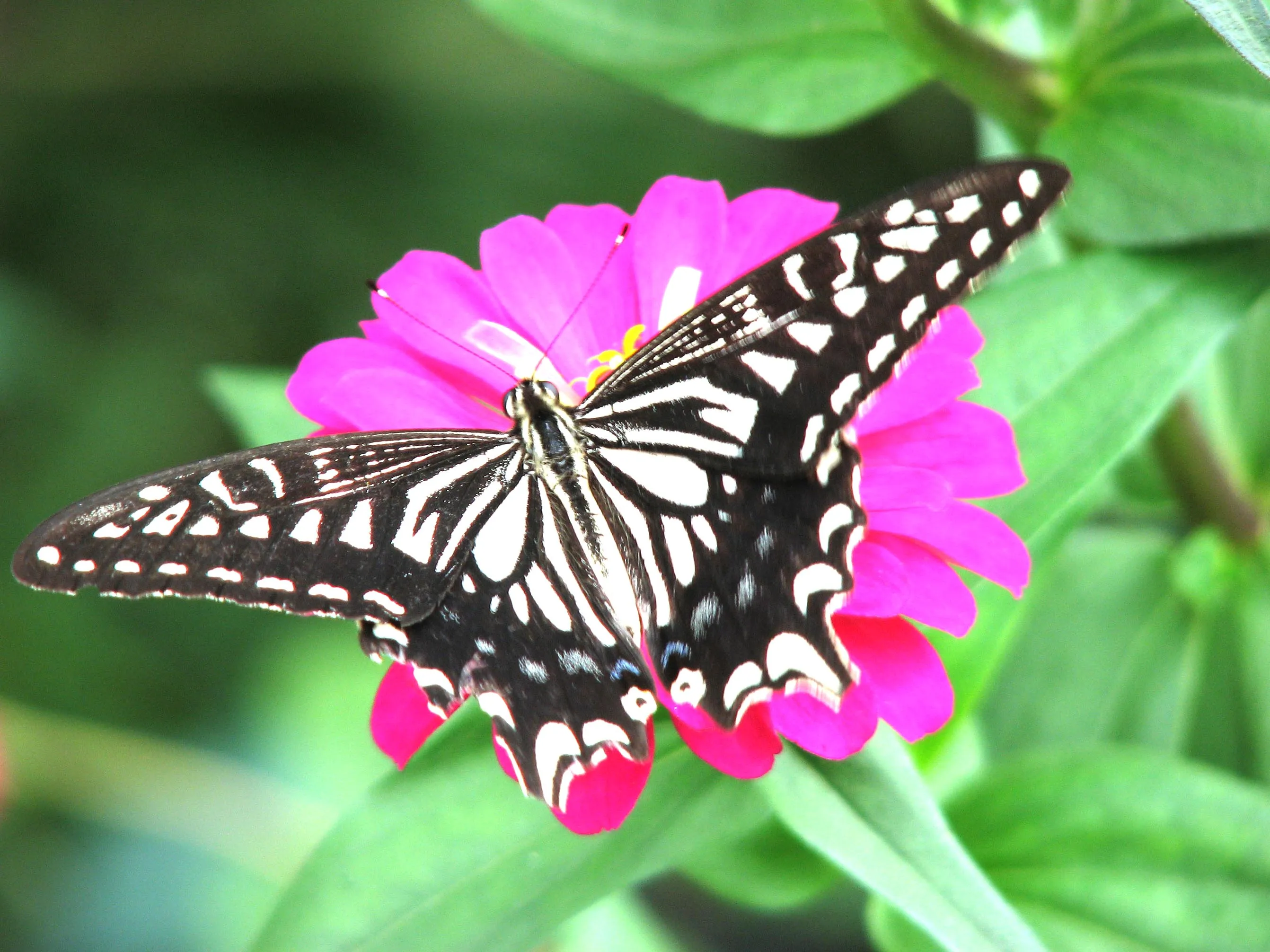 

Комплект из 4 шин для шорт-корс траков 1/10 (109 мм) с колесами с шестигранником 12 мм, 14 мм, 17 мм для радиоуправляемых машин Trxs Slash, ARRMA SENTON