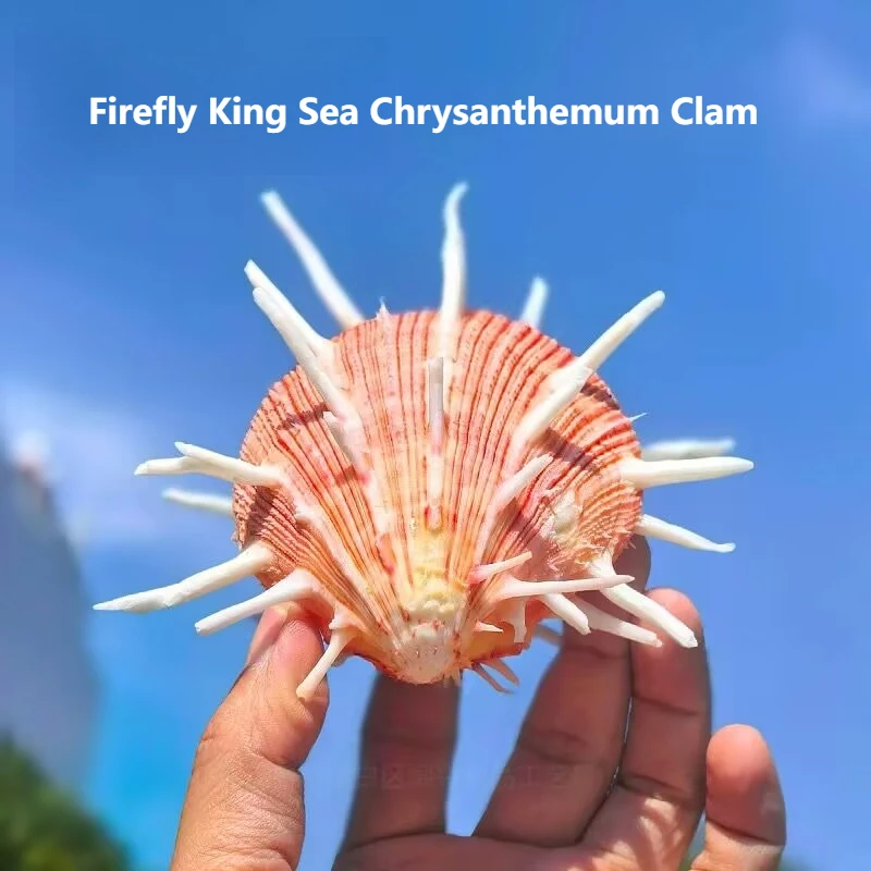 Natural Large Shell Firefly King Sea Chrysanthemum Clam Starfish Specimen Collection Fish Tank Landscaping Decoration Window