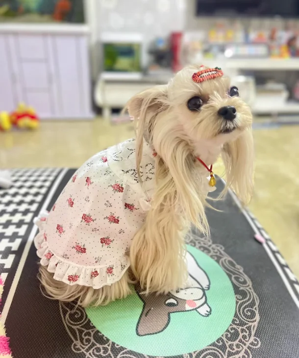 Pet Flower Dress Dog Spring and Autumn Flying Sleeves Thin Elastic Vintage Fragmented Flower Pet Cute Tank Top Skirt