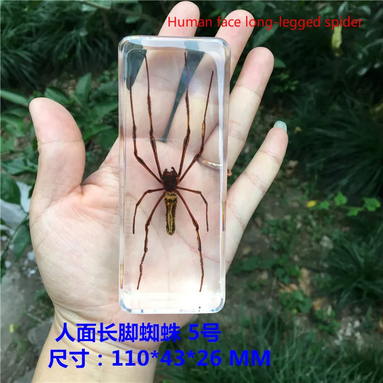 Hars Insect Specimen Centipede Spider Kever Scorpion Biologische Handgemaakte Specimen Jongen Gift