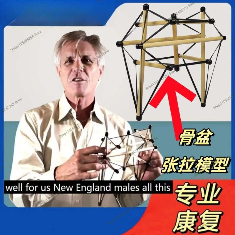 Pelvic Tensegrity Model | Fascia Tensioning Teaching Aid for Rehabilitation & Anatomy Trains Structural Integration