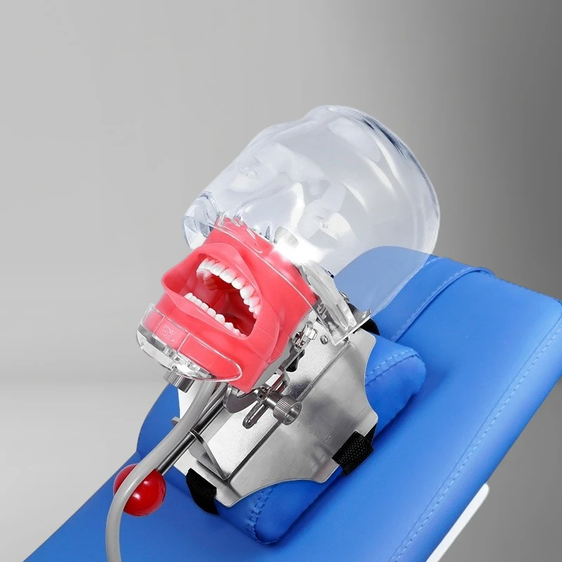 

Dental Practice Simulator Phantom Head Model with Bench Mount Teeth Model