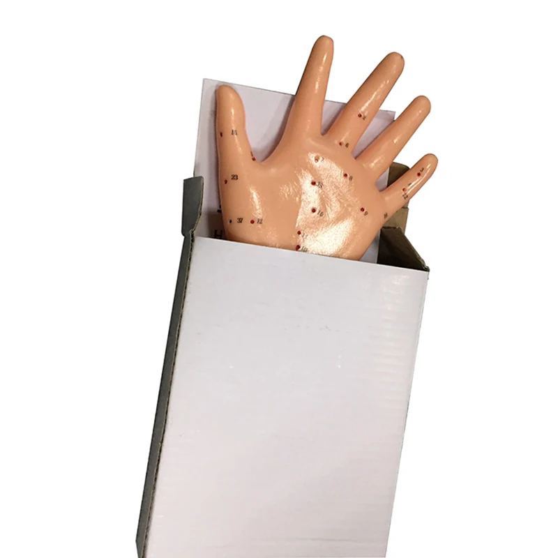 3D 手足耳鍼モデル - TCM、鍼灸師向けの詳細な経絡システムと非毒性 PVC 解剖学教育ツール