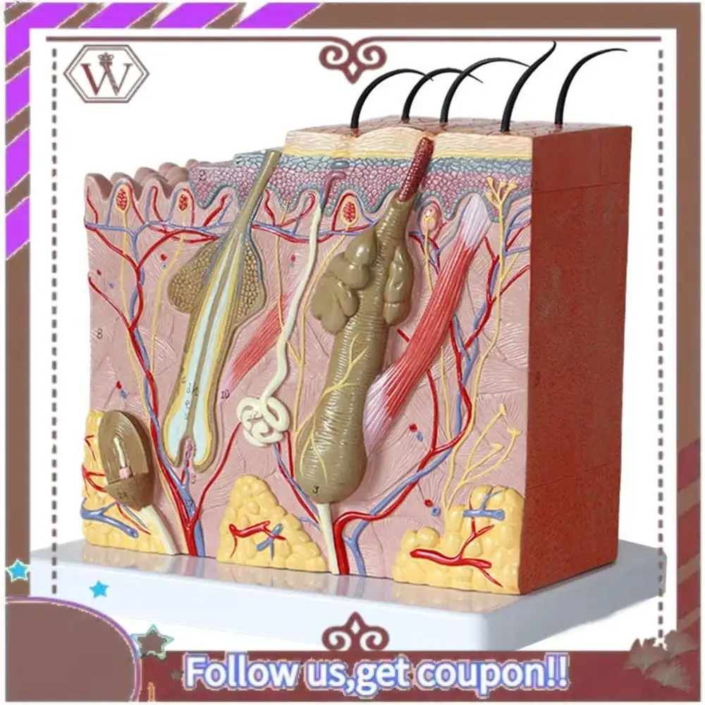 

ABBG-Skin Model 50X Enlarged Anatomical Skin Model Anatomy Three-Dimensional Skin Model For Classroom Study Display Teaching