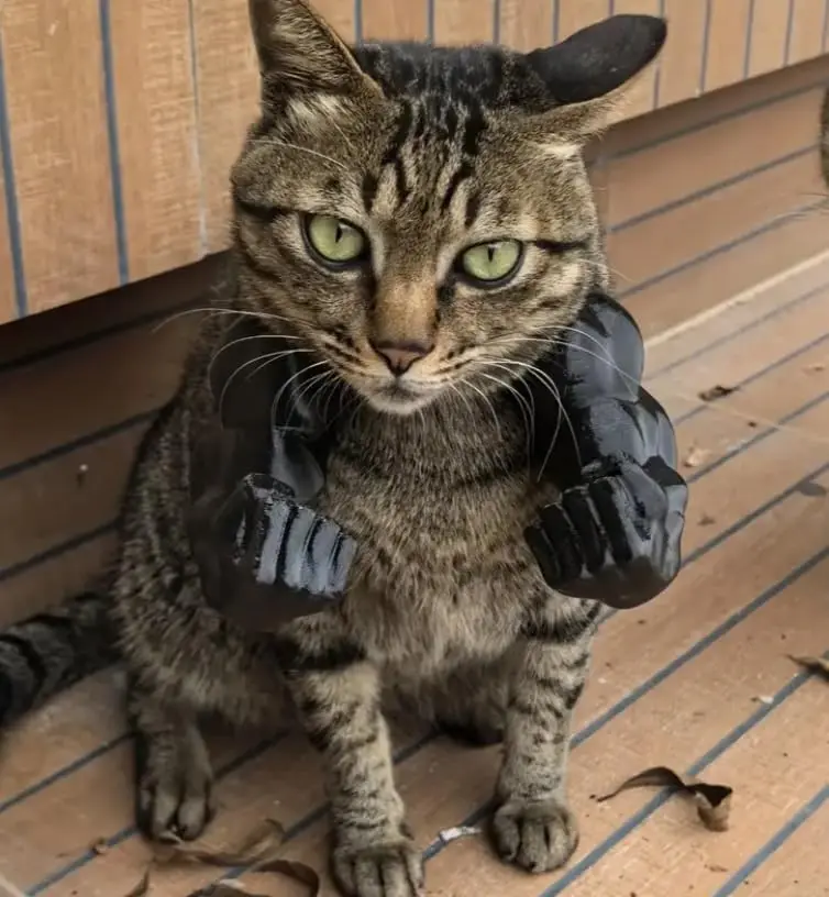 

Креативные кошачьи мышечные руки, аксессуар для костюма на Хэллоуин, забавные мышечные руки для кошек, кошки с мускулистыми руками