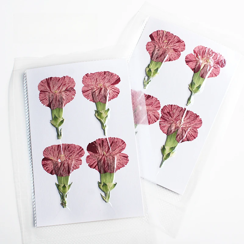 Natur geprägte Polystyrol Nelke, neue primäre getrocknete Blume DIY Epoxy Handytasche Blumen Lesezeichen Hochzeitsdekoration, 4 Stück – Detail 3