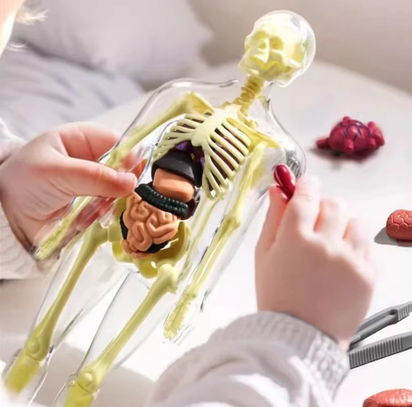 3D-Modell des menschlichen Körpers für Kinder: Anatomie-Skelett mit herausnehmbaren Simulationsorganen und abnehmbarem Knochensystem – Lernmodelle für den Körper