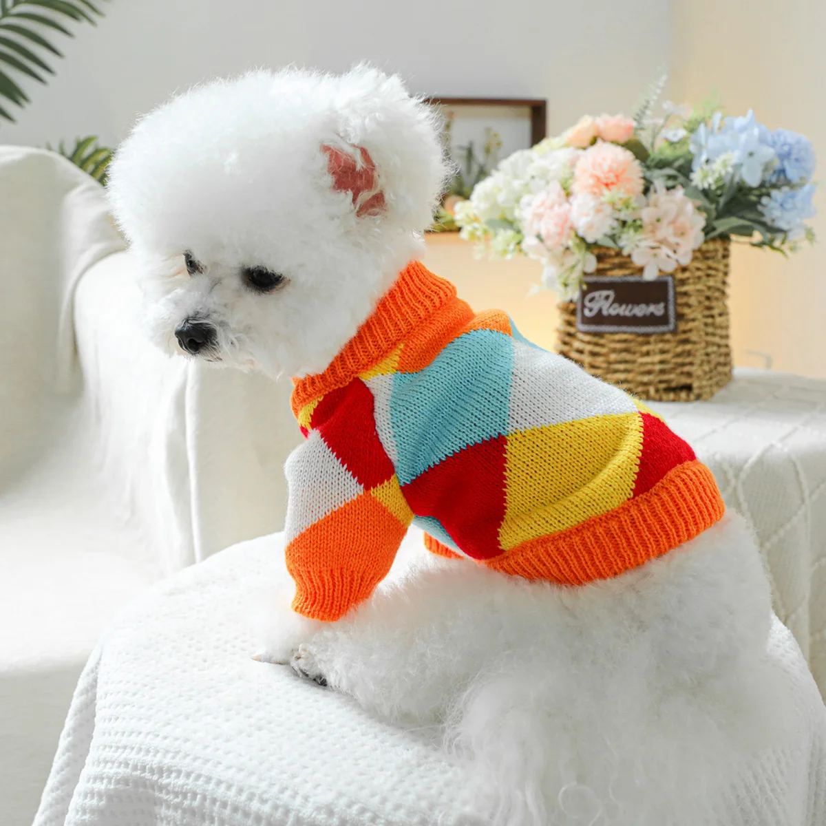 1PC pet clothing Dog Spring and Autumn Counter -Elastic Rainbow Shooting Sweat is suitable for small and medium -sized dogs