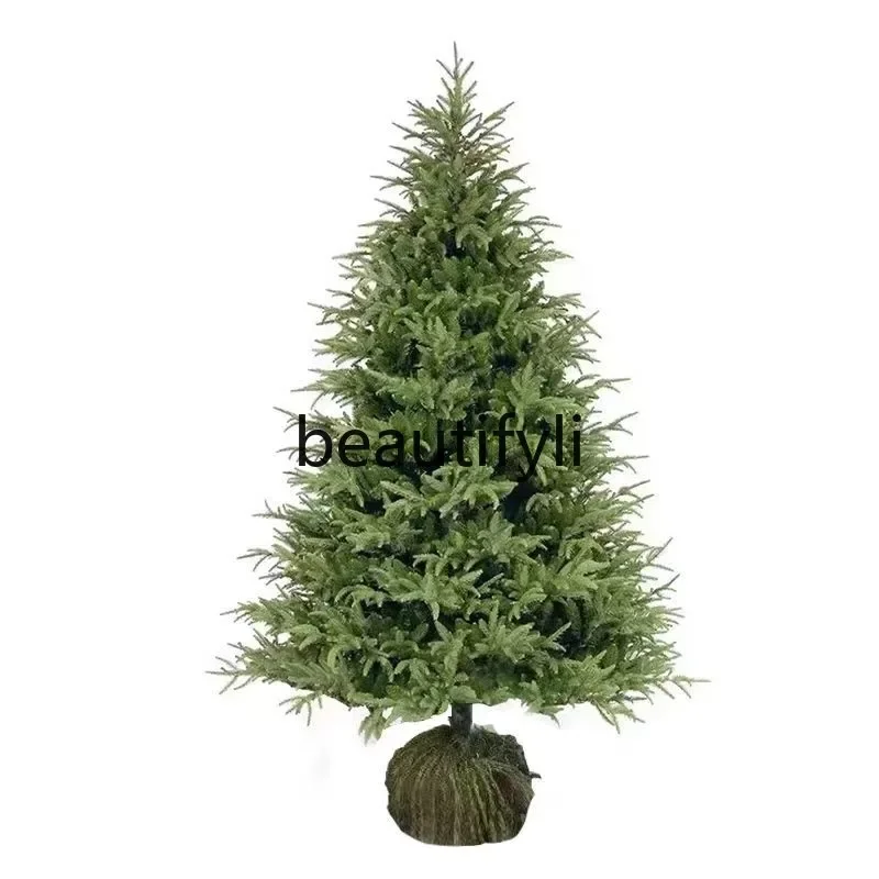 

Christmas tree potted real tree green plants