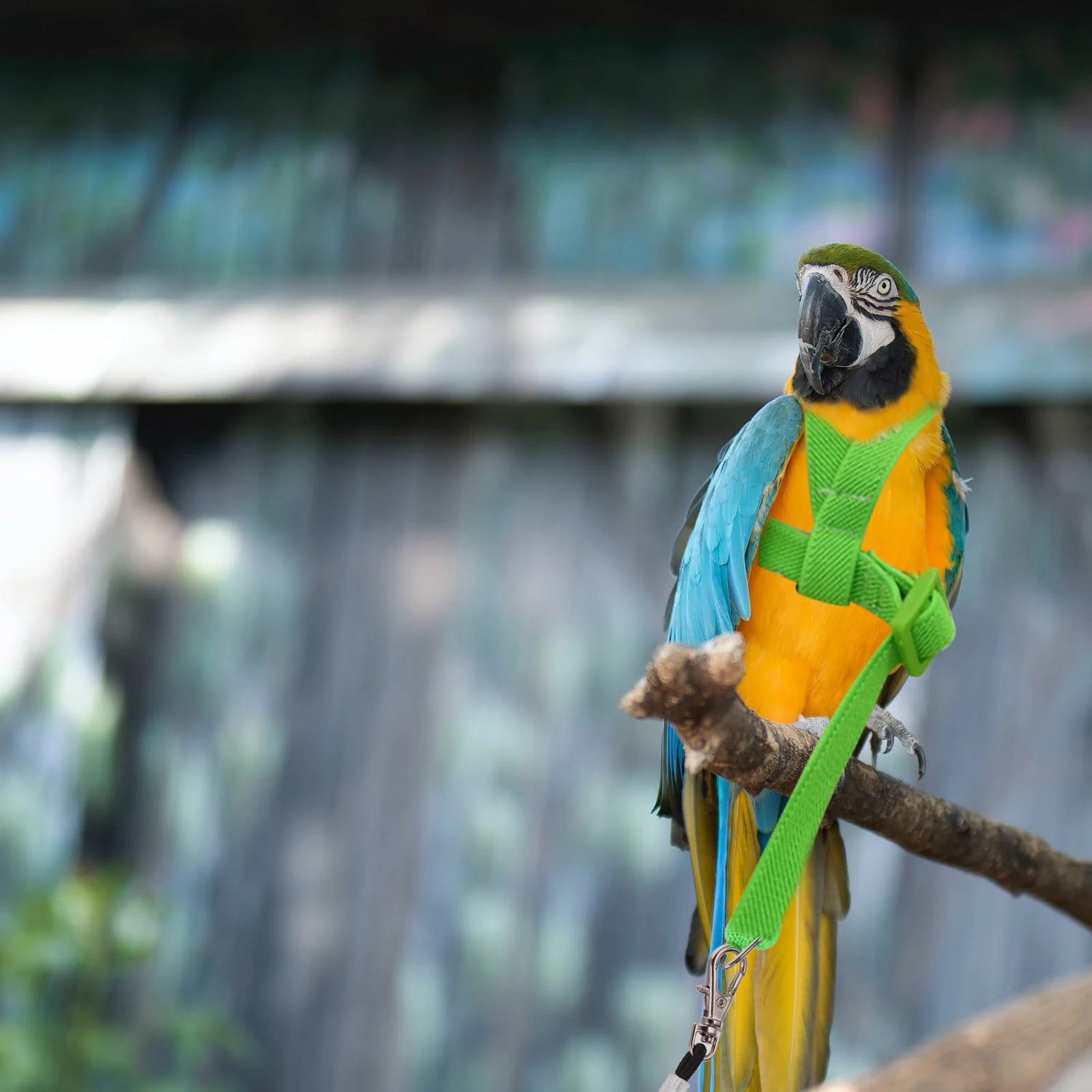 

Bird Release Rope Flying Training Parrot Harness Leash Pet Walking Traction Rope Outdoor Toy Pet Supplies