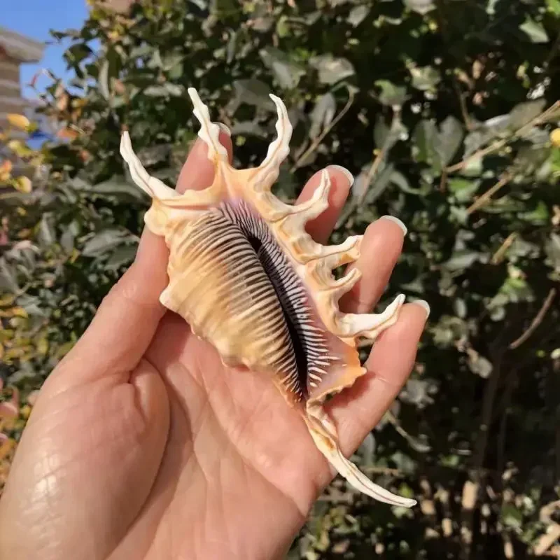 Scorpion Snail Natural Conch Shell Heptagonal Snail Spider Snail Fish Tank Decoration Home Wedding Platform Window Decoration