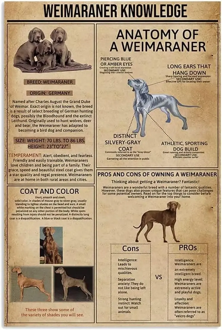 Youpinnong – panneau métallique rétro Weimaraner, affiches d'art mural avec impression de connaissances sur l'anatomie d'un Weimaraner, peinture vintage pour bar à domicile