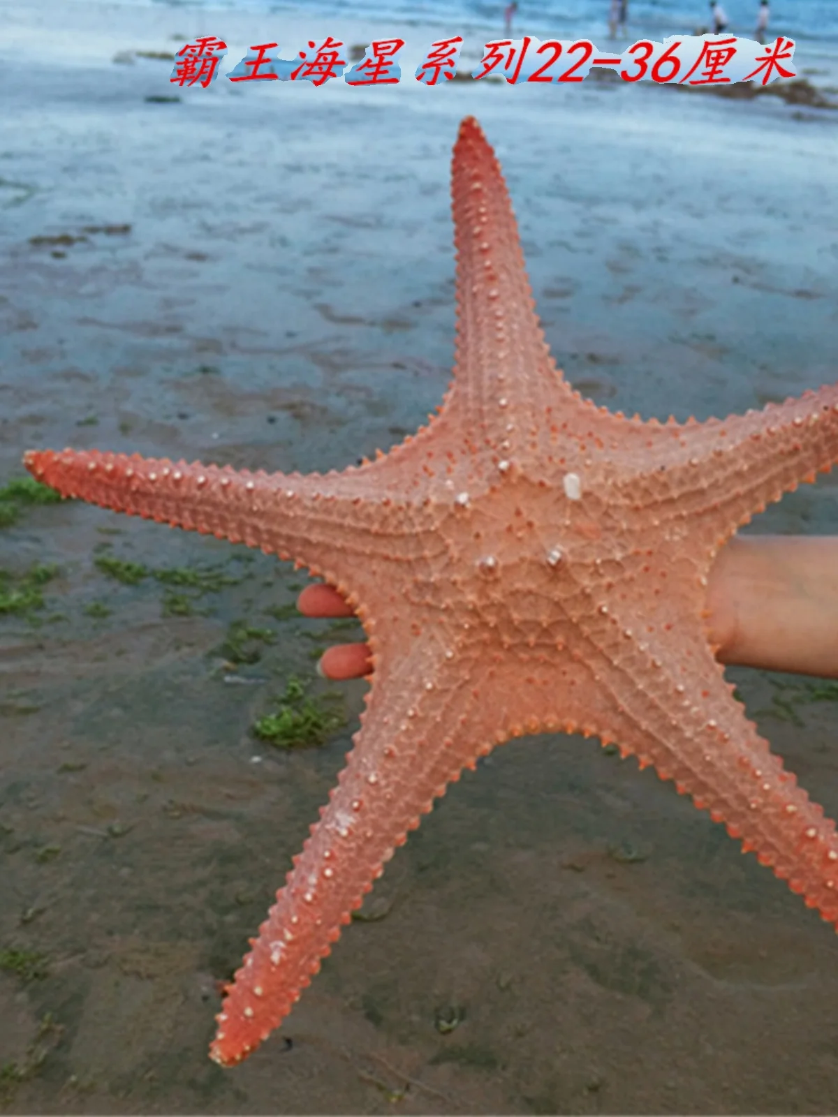 Natural Dried Sea Star - Super Starfish Decor, Creative Base for Scenery Setting, Soft Decor for Tropical Beach Themes view 2