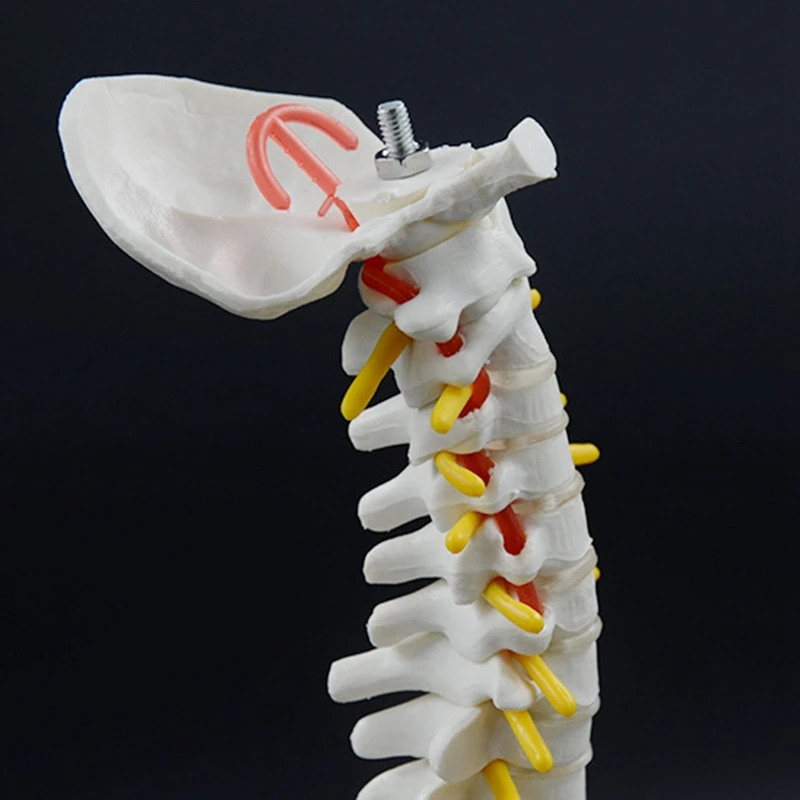 45CM Human Spine With Pelvic Model Human Anatomical Anatomy Spine Model Spinal Column Model+Stand Fexible