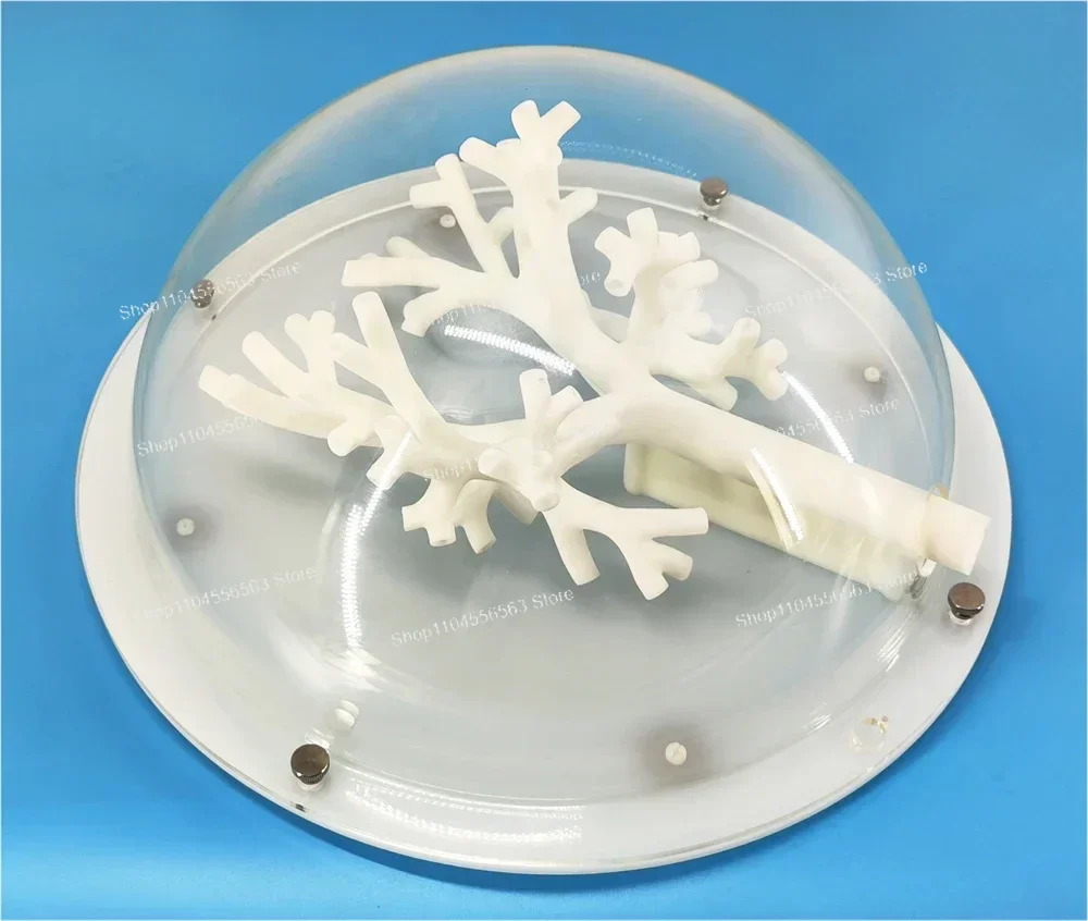 Bronchoscopy Training Model Trachea & Bronchus with 5-Level Branches Rigid Material Medical Teaching