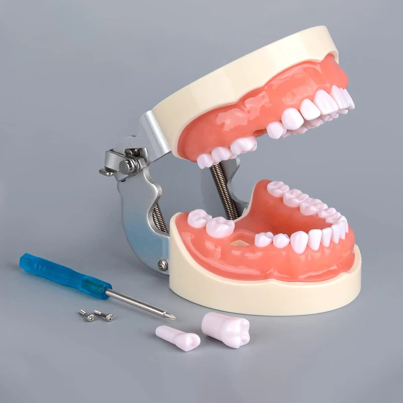 28/32pcs Teeth Model Dental Teaching Model Soft Gum Teeth Resin Typodont Teeth Model for Dentist Practice Studying Dentist Tools