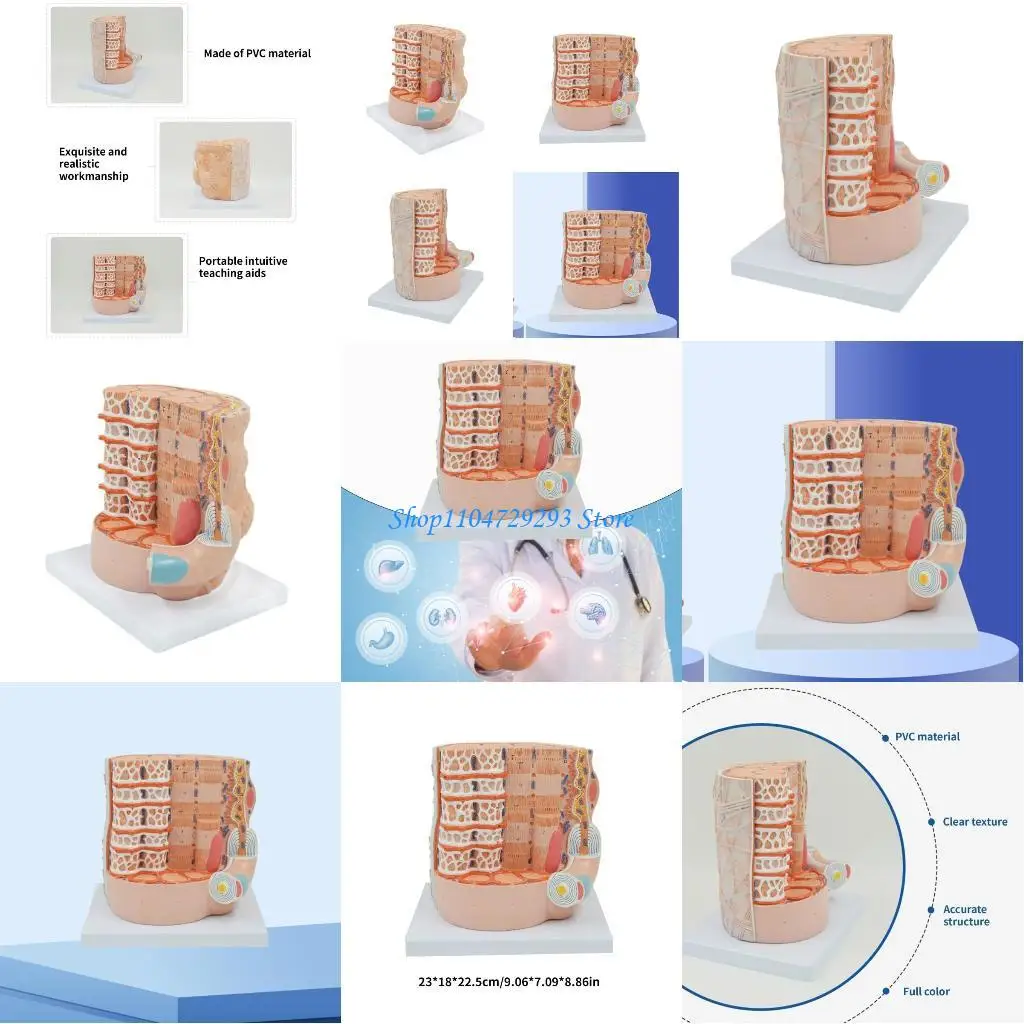 Y2GD Anatomical Skeletal Muscle Fibers Model for Student