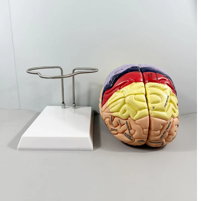Medical Science Human Anatomy Model – 4-Part Brain Nerve & Functional Partition Structure Model, 2X Magnified Size