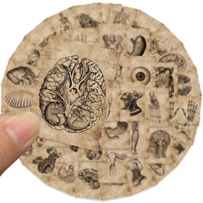 New 56pcs/set Human Body Organ Stickers Waterproof Sticker Anatomy Map Decals For Water Bottle Laptop Luggage Phone