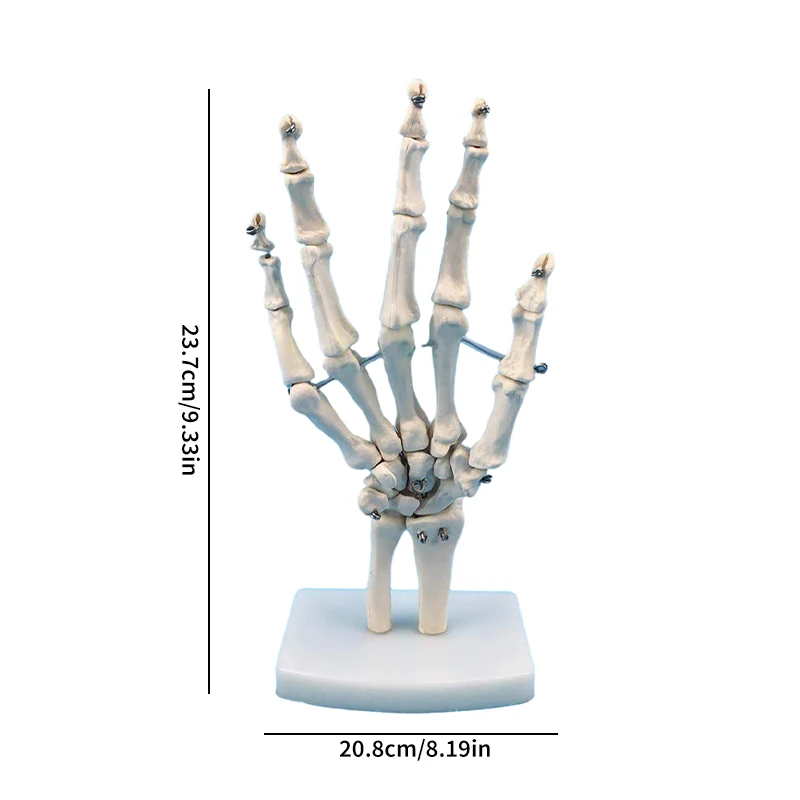 Modello di articolazione della mano Modello di anatomia della mano umana Modello di scheletro anatomico dell\'articolazione della mano Decorazione