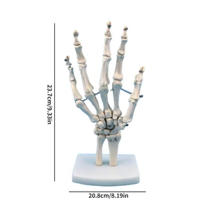 أعلى 7 مبيعات لدمية التشريح - رقم 7