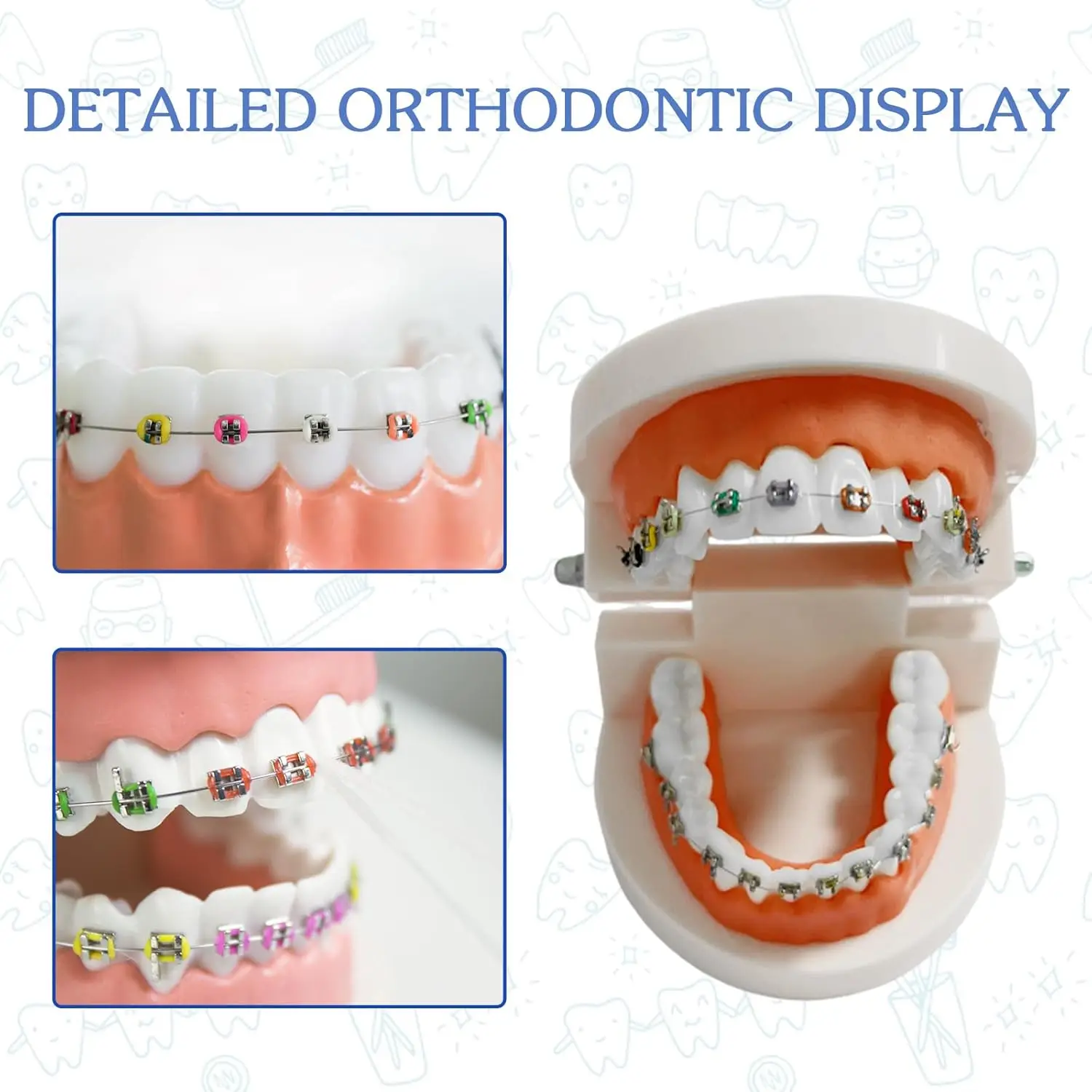 Dental Orthodontic Teeth Model with Colorful Braces, Professional Denture Mouth Model Demonstration Study Tool for Dentistry