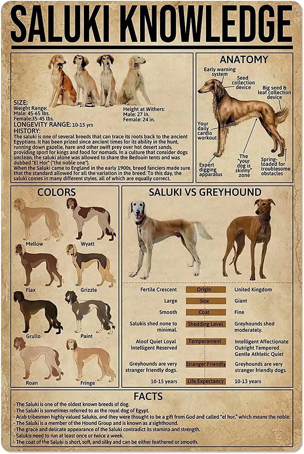 Dog Knowledge Metal Tin Sign Anatomy Of Saluki Retro Poster Plaque for School Pet Shop Cafe Bar Bedroom Bathroom Kitchen