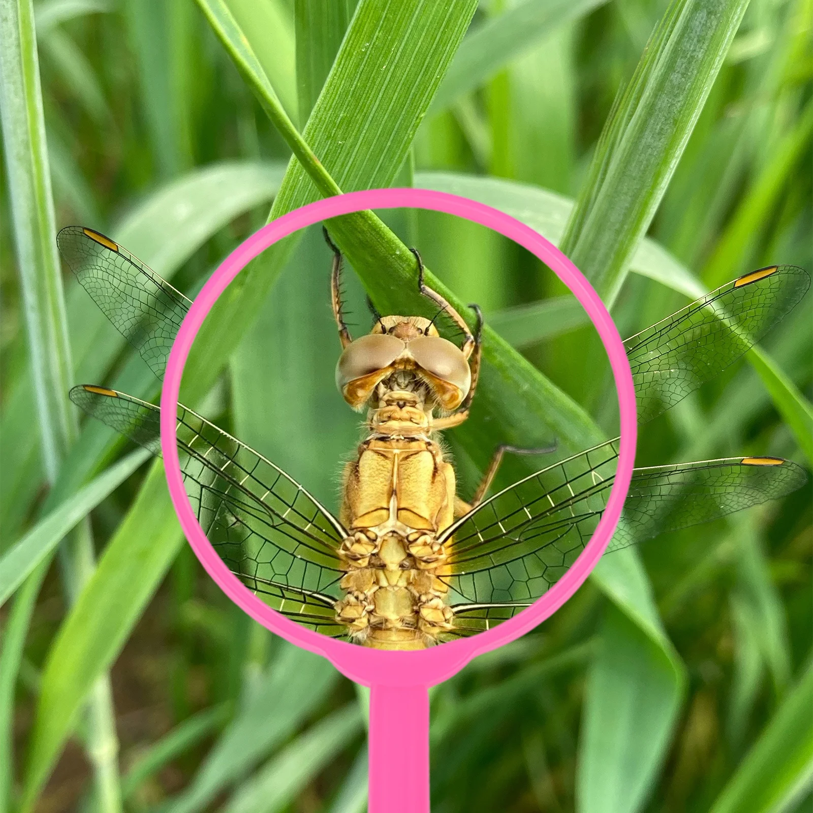 

5pcs Kids Handheld Magnifying Lens Portable Toddler Explore For Science Experiments Outdoor Observation Reading Tool Kids
