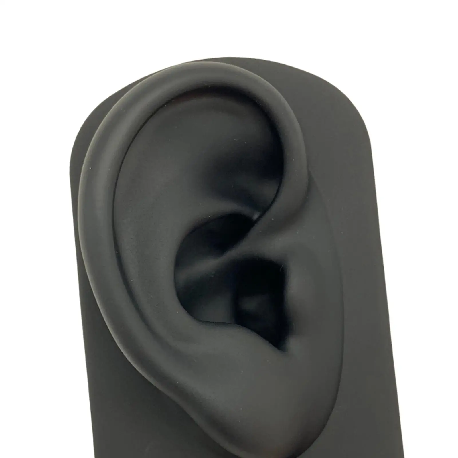 Ear Model Human Model Professional Display Props Silicone Model