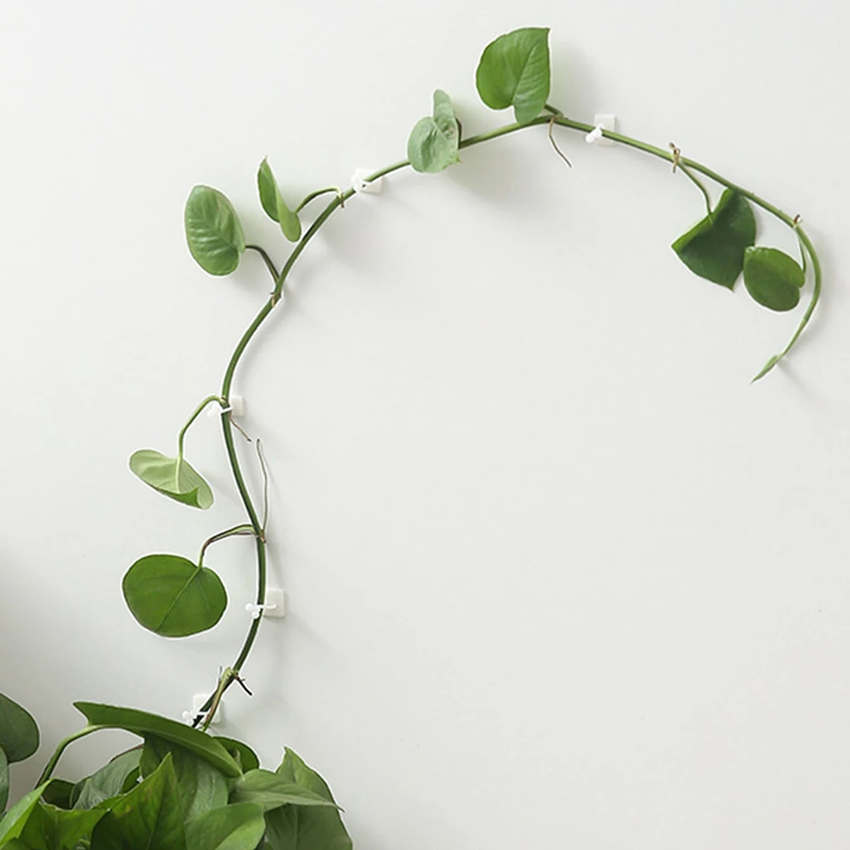 *10pcs-Home Garden Plant Climbing Wall Fixture Clips Rattan Vine Fixer Self-Adhesive Plant Climbing Wall Fixed Buckle Hook
