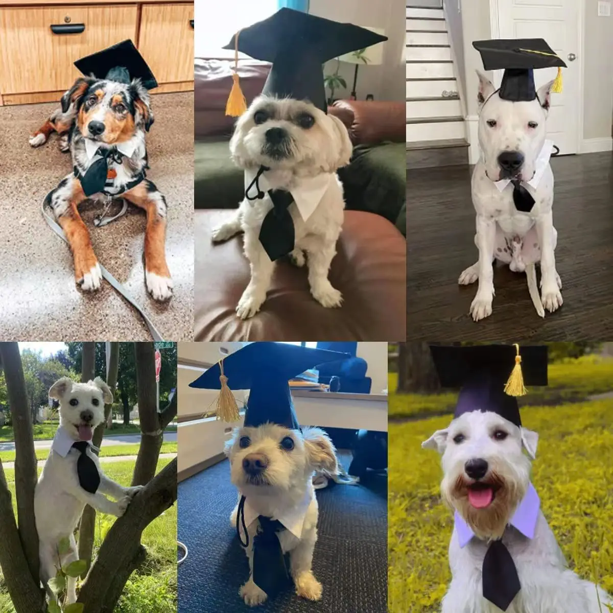 Pet Graduation Caps with Bow Tie Necktie Collar Dog Graduation Hats Accessory Costume for Dogs Cats