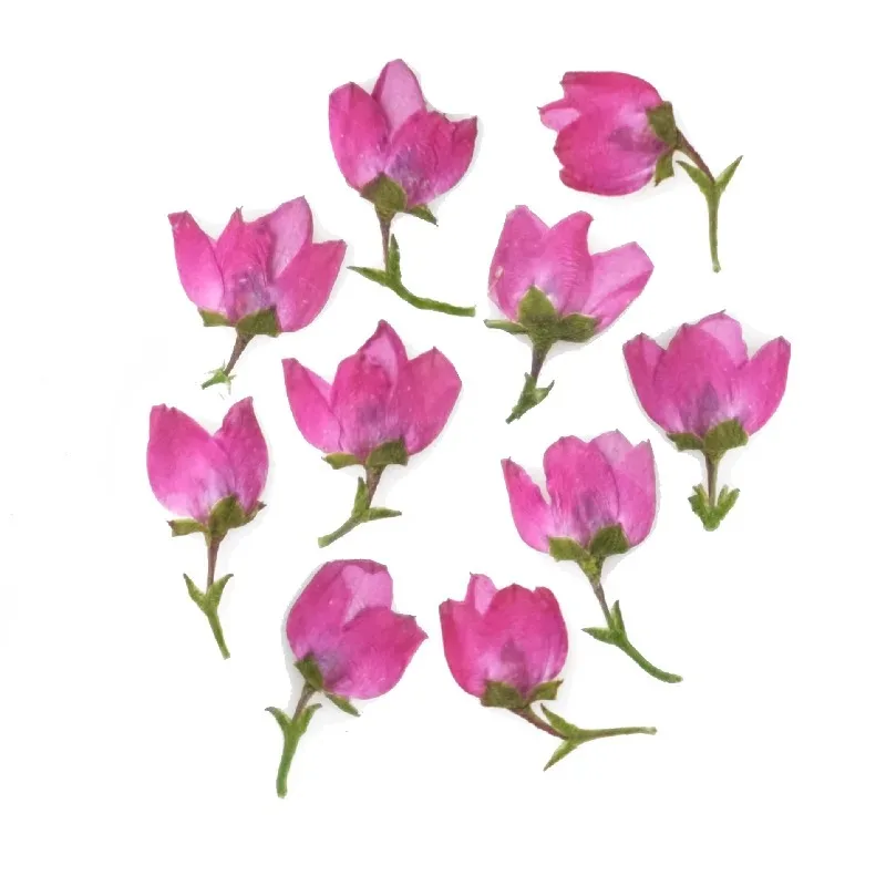 40 قطعة/1-1.5 سنتيمتر ، رأس زهرة صغيرة مضغوطة الطبيعة ، زهور مرافقة لتقوم بها بنفسك ماكياج الوجه بالتنقيط الغراء جراب هاتف المرجعية إطار صور النبات