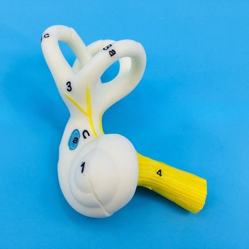 Human ear semicircular canal, cochlea, semicircular canal anatomical model
