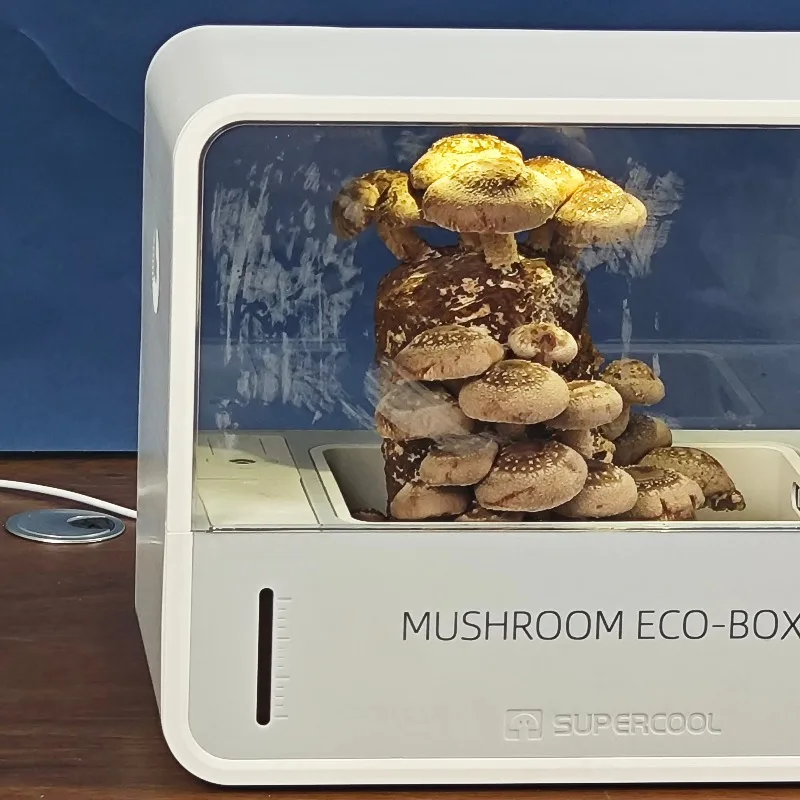 

Portable Home Using Mushroom Growth Container for Planter Grow Kit for Spores Mushroom Growing Kit