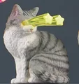 gray tabby