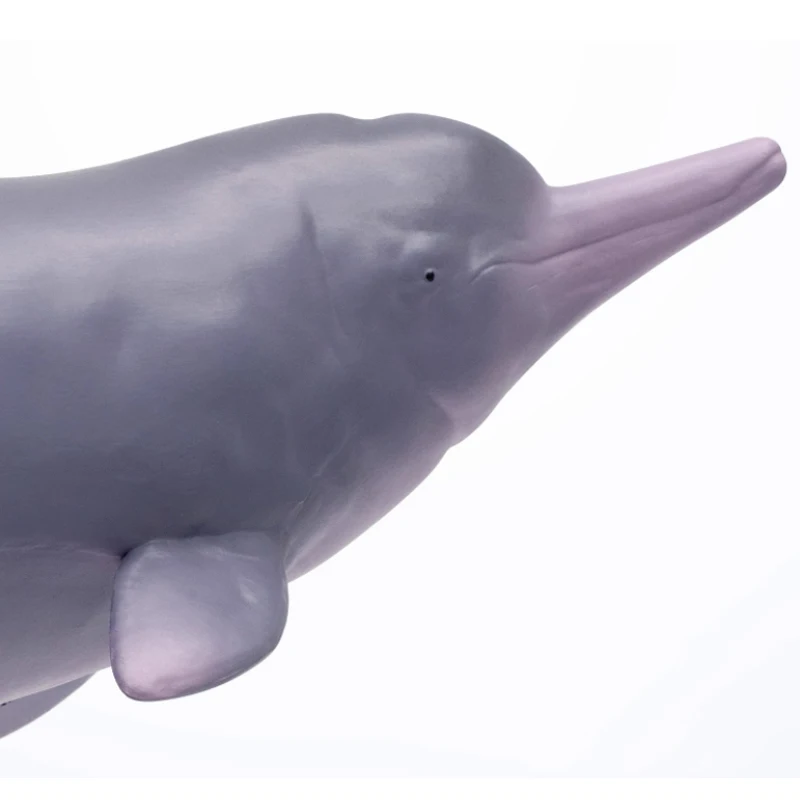 Model 17 Chinese White Dolphin Model Xibao Marine Mammal Animal Figure Collection Realistic Scene Decoration Birthday Gift