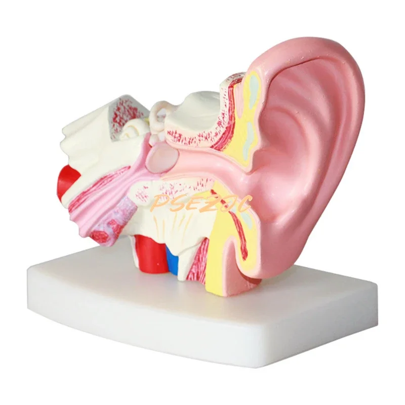 Medical Desktop Human Ear Anatomy Model 1.5 Times Inner Middle Auditory Teaching