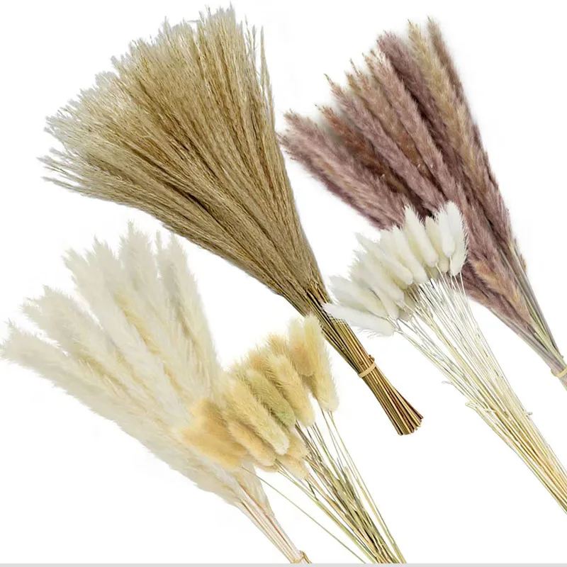 

30pcs Horsetail Whisk Lagurus Ovatus Pampas Grass Dry Flowers Natural Dekoration Reed Phragmites Bunch Communis Decoration