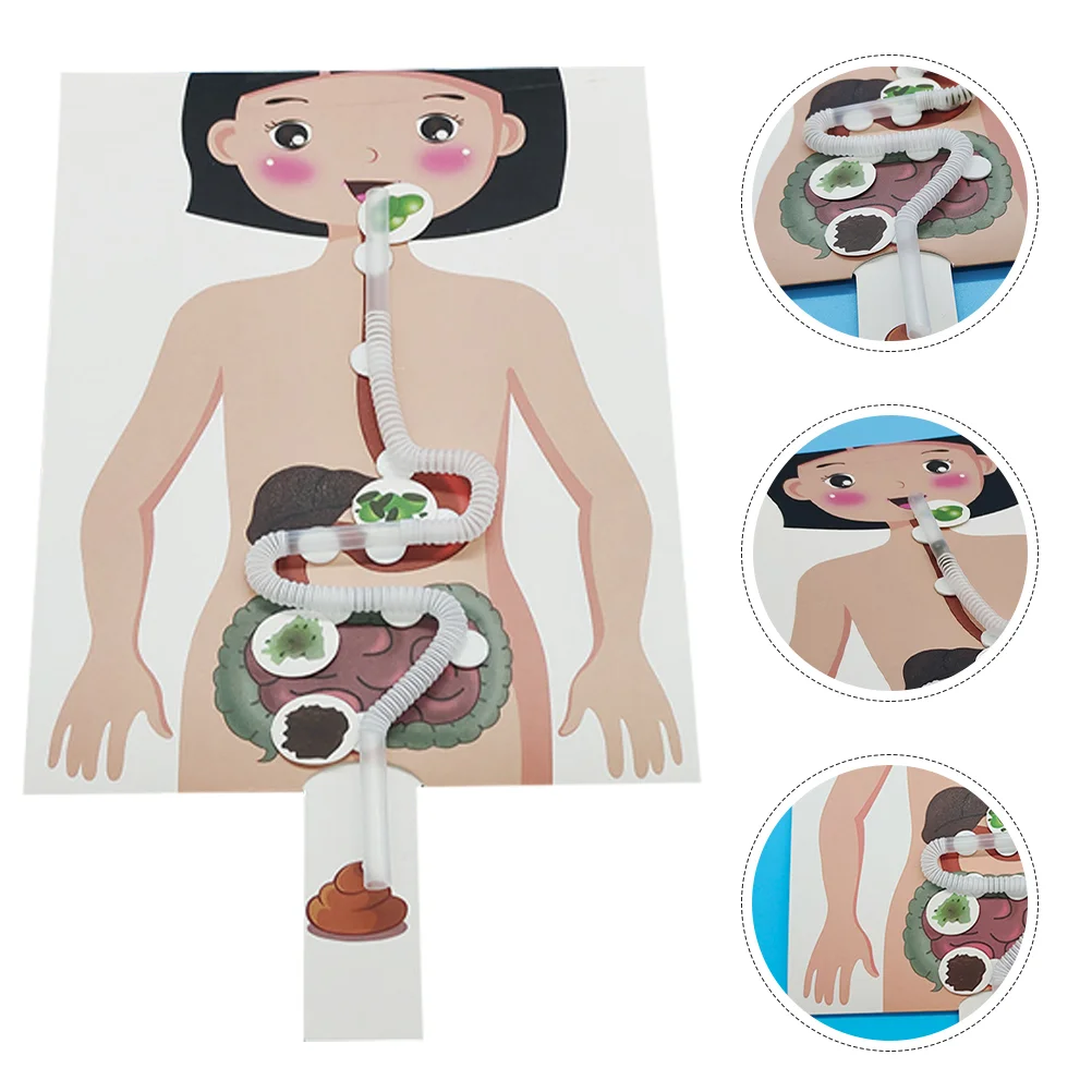 교육용 인체 교육용 DIY 장난감 키트, 어린이 장난감, 소화계 모델, 2 세트