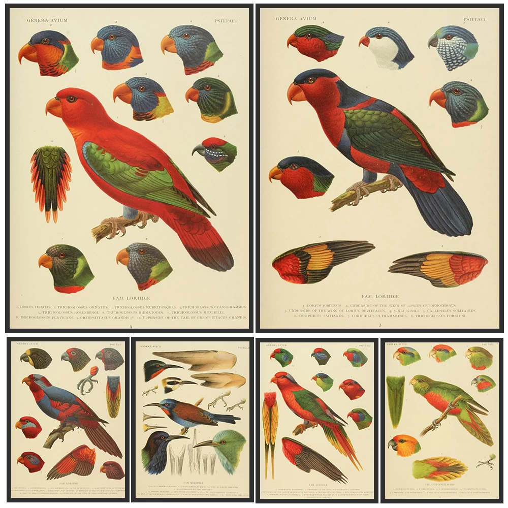 Vintage Bird Anatomy Illustration Canvas Print,Antique Hand-drawn Bird Specimen Art Wall Art Poster,Classic Ornithology Decor