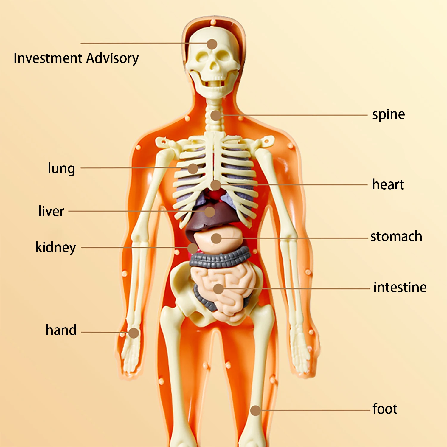 نموذج جسم الإنسان، لعبة الأطفال، الجذعية، العلوم والتعليم المعرفي، تجميع أجهزة الألغاز، لعبة الهيكل العظمي