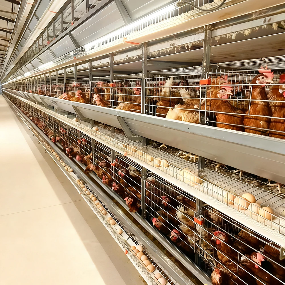 High Density H Type Automatic Layer Cage Full Set Farming Equipment for Large Scale Commercial Chicken Farms