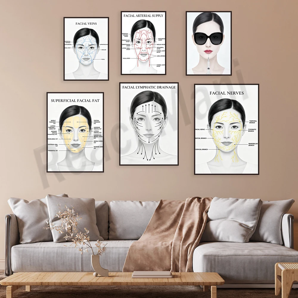 Facial vein anatomy, arteries and nerves, male facial lymphatic system, Fitzpatrick skin type diagram, beauty clinic poster.