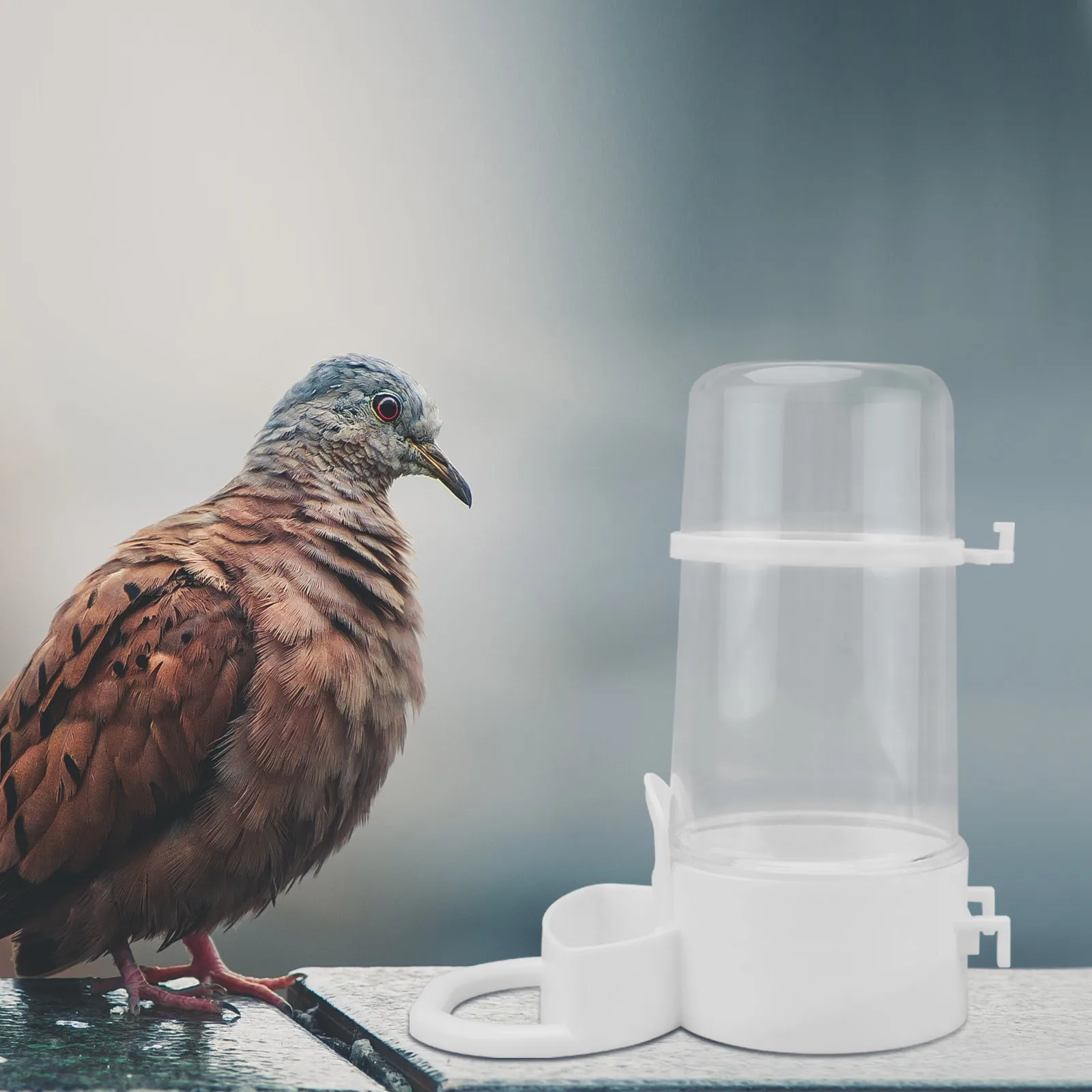 

2 Pcs Automatic Feeder Small Bird Water Drinker Feeding Bowl Parrot Poultry White Food Container